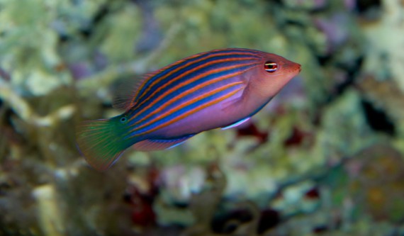 Pseudocheilinus hexataenia Шість -лінійна лабрум