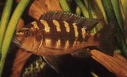 Pseudotropheus crabo (Псевдотрофея хамелеон)
