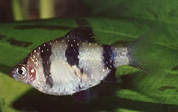 Puntius nigrofasciatus Червона голова Beardbus, бородатий нігор