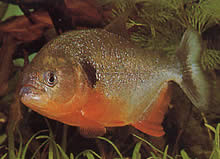 Pygocentrus caribe Лопатка Спаранха
