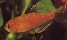 Rachoviscus crassiceps Харакени з густою головою, золота тетра