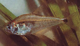 Roeboides paranensis (Горб, голова внизу Парагваю)