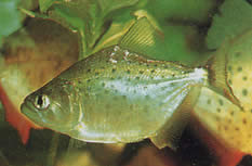 Serrasalmus rhombeus Pacu помічений, біла пірана