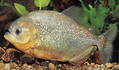 Serrasalmus spilopleura (Чорна смуга Pacu, Night Piray)
