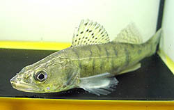 Stizostedion lucioperca (Сортувальник)