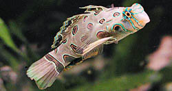 Synchiropus picturatus Мандарин закладений
