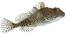 Taurulus bubalis Морська чабо