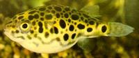 Tetraodon schoutedeni Конго Тетраодон, леопардовий тетраодон