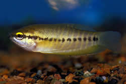 Trichogaster pectoralis (Змія шкіра Гурамі)