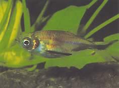 Triportheus rotundatus (Круглий арбалет Тетра)