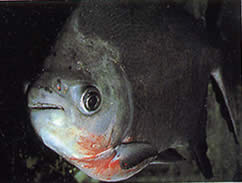 Utiaritichthys sennaebragai Червоний живіт Піранья