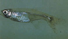 Xenurobrycon macropus (Брайкон у Грос-Йеу)