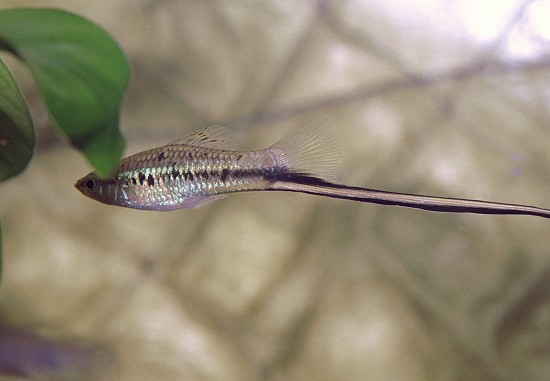 Xiphophorus montezumae Власник мечів Монтесума