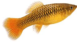 Xiphophorus variatus Плато
