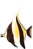 Zanclus canescens (Нарізати)